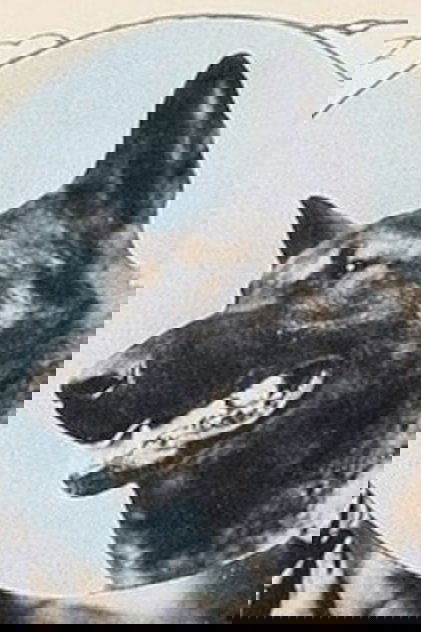 Wolfheart the Dog