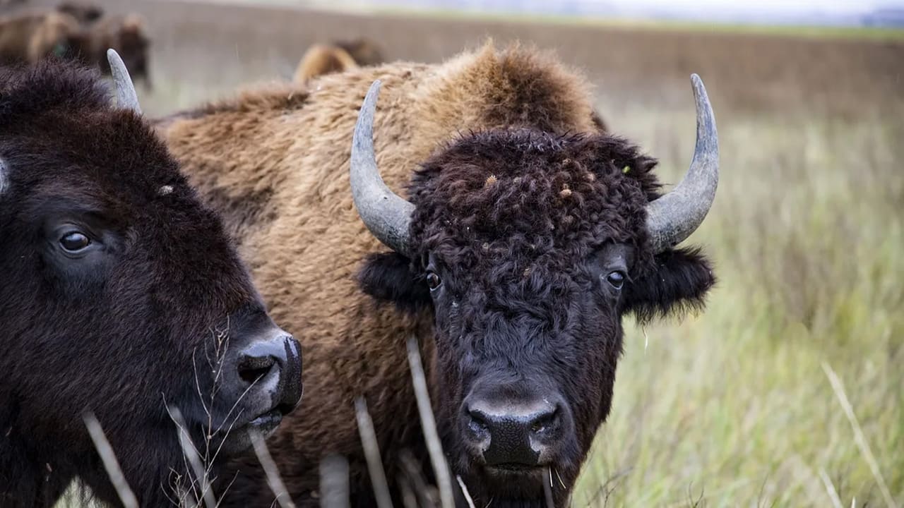 The American Buffalo