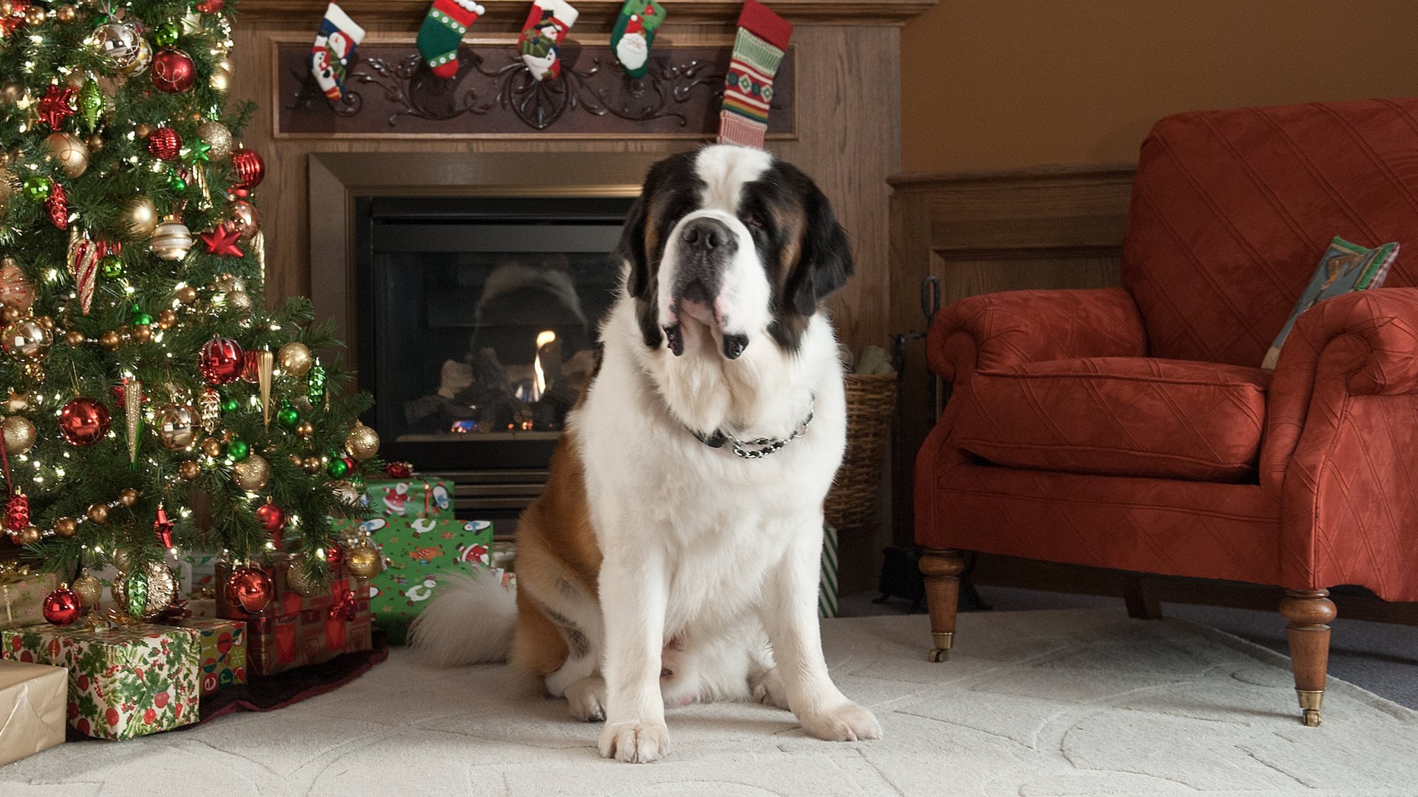 Beethoven's Christmas Adventure