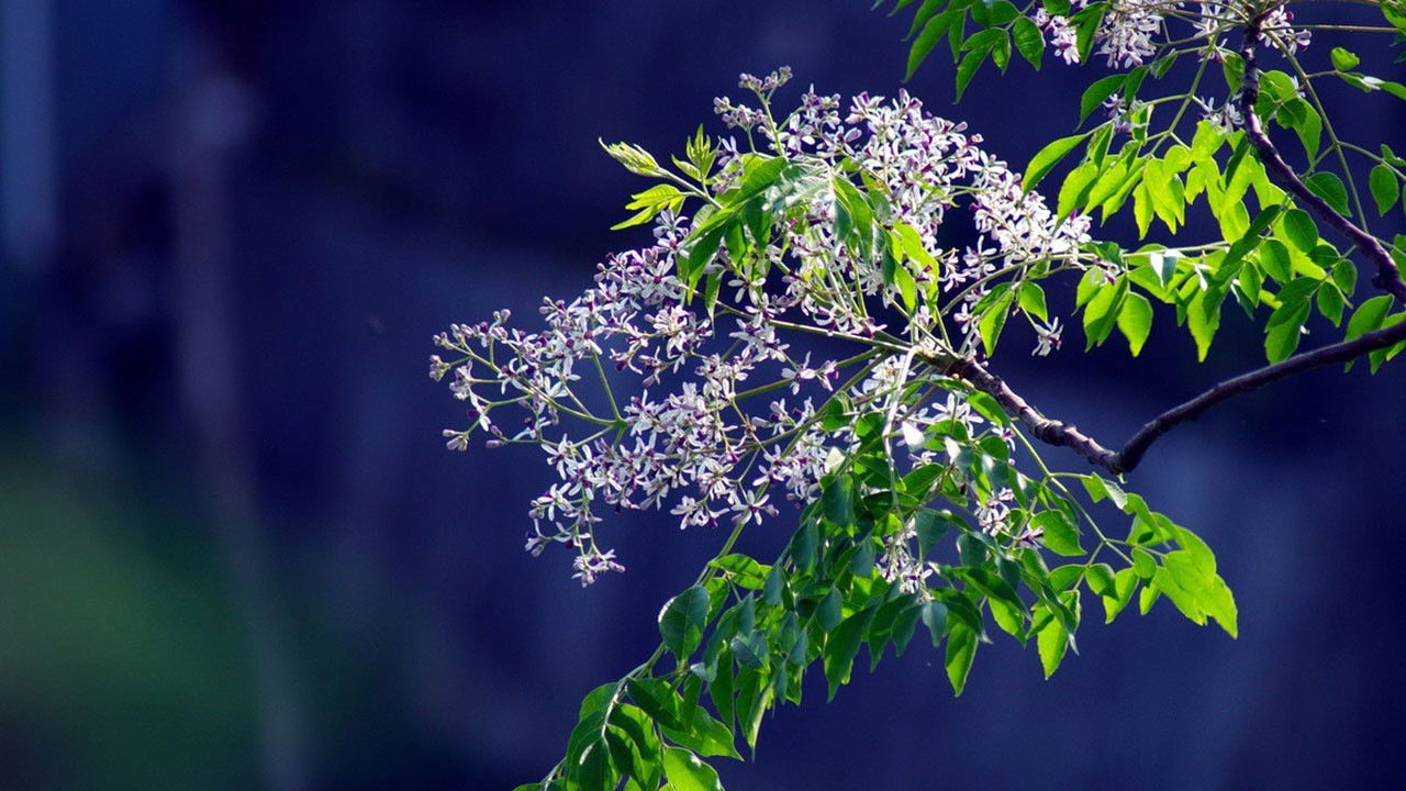 Romance of Melia Azedarach