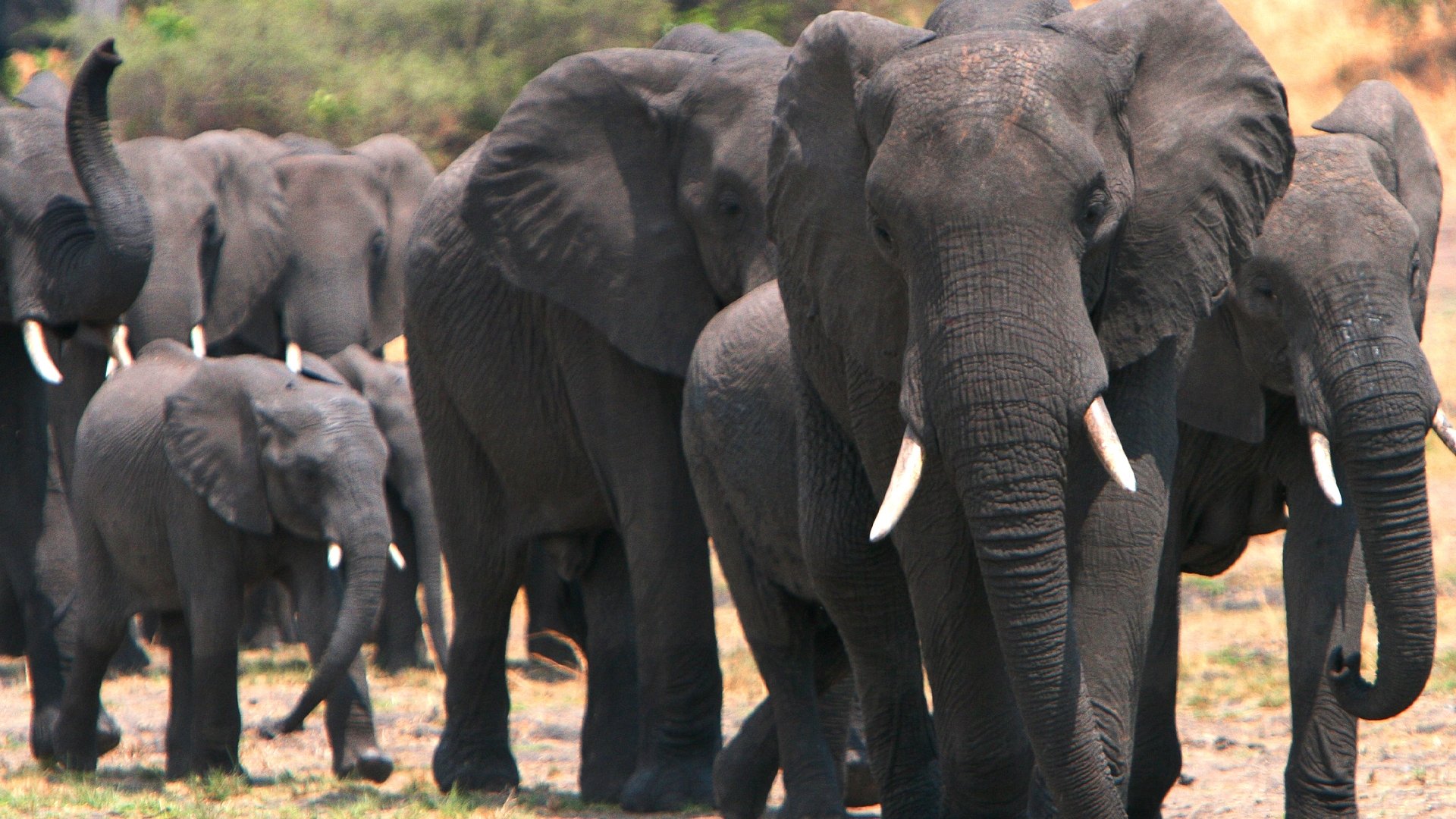 Elephants on the Run
