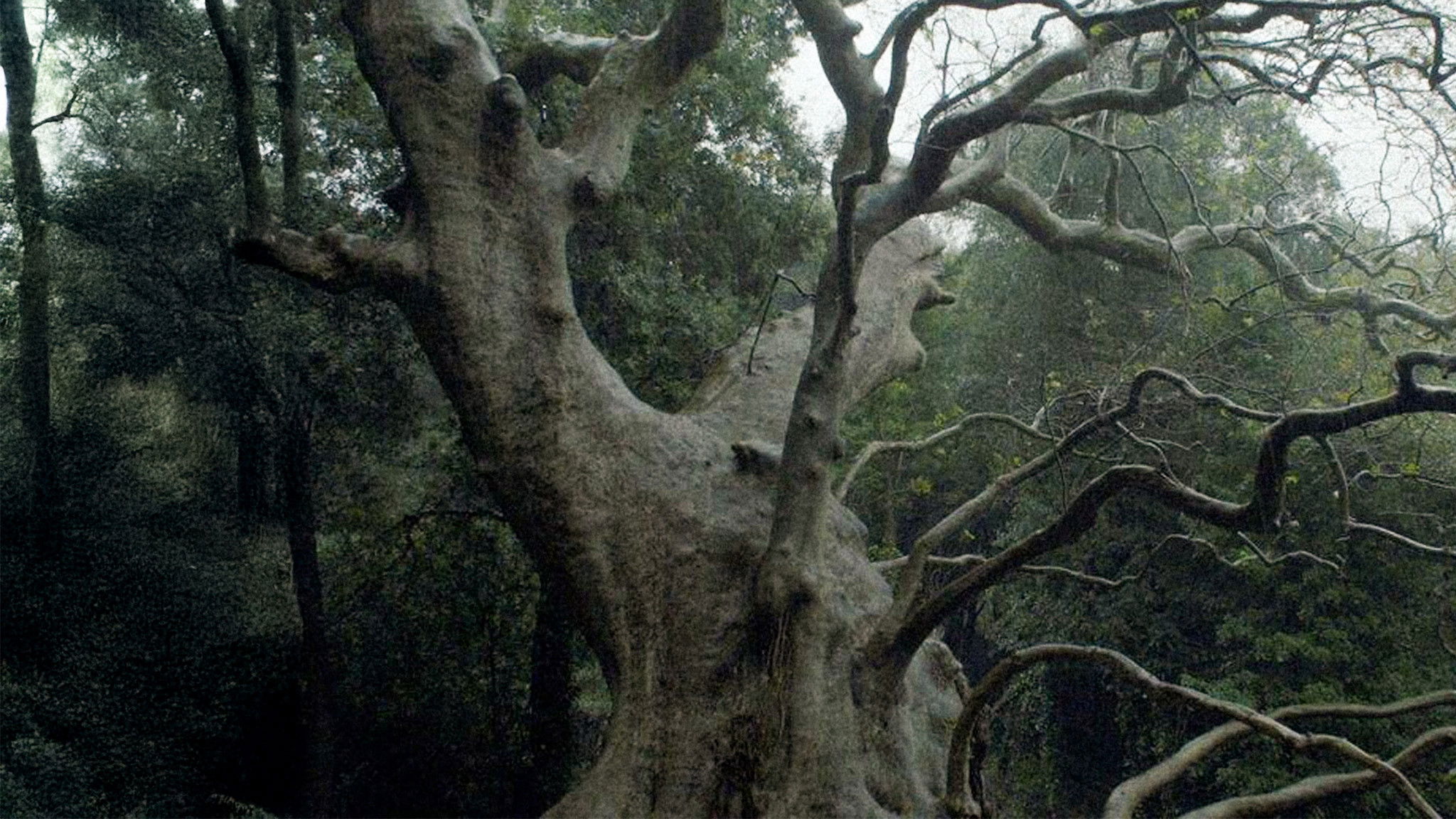 Nuovo cinema paralitico