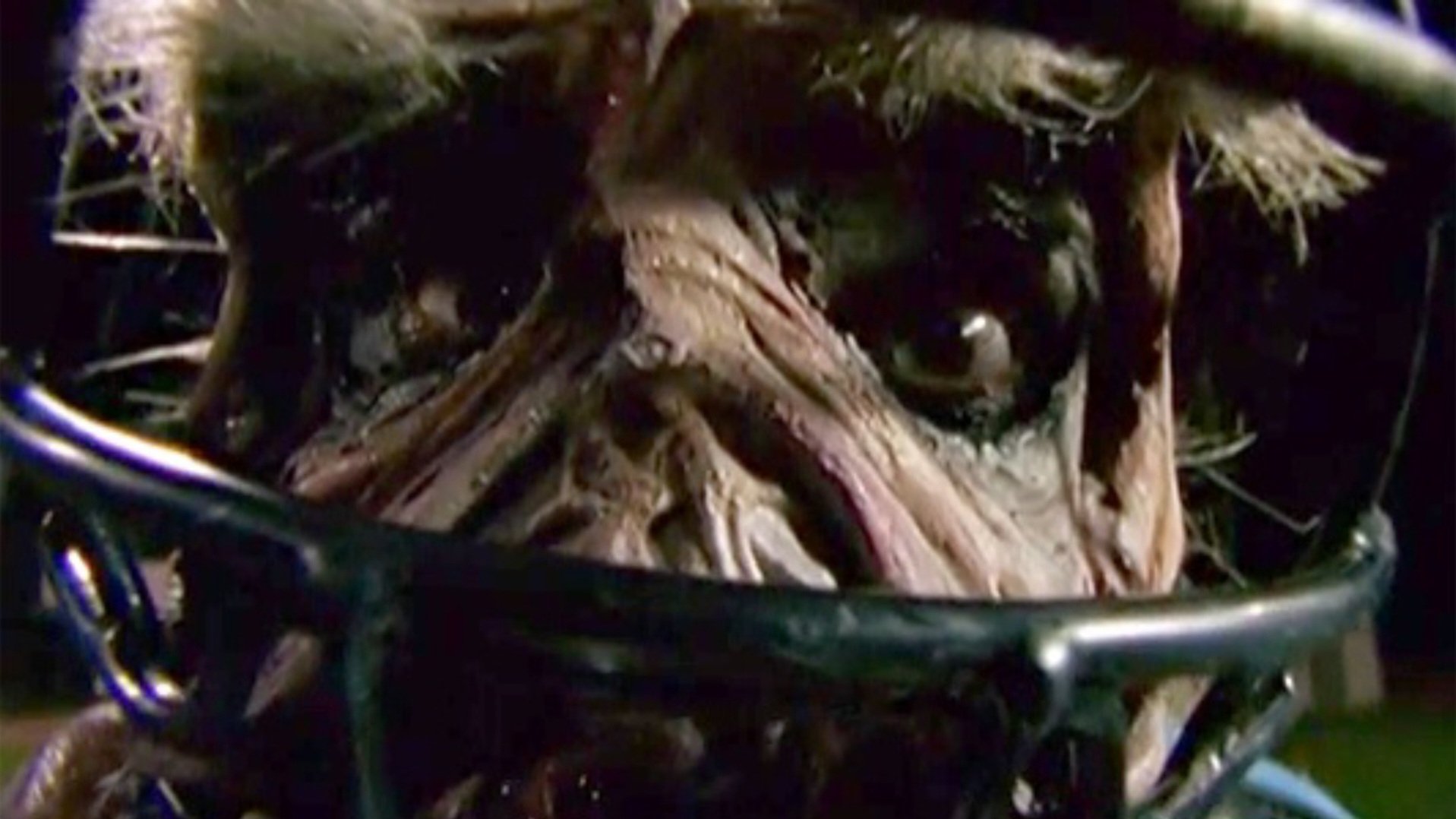 Goosebumps: Chillogy