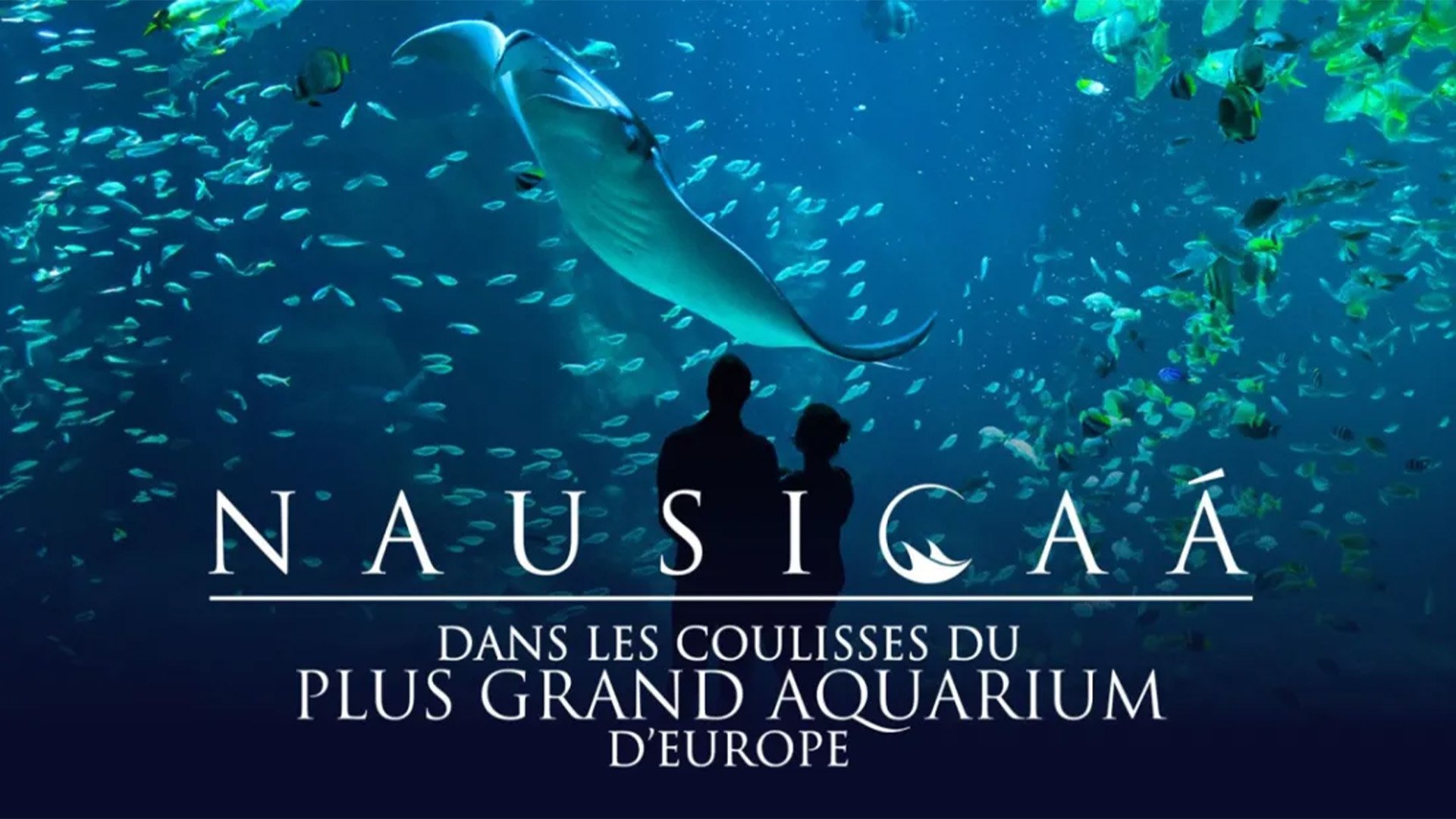 Nausicaá : dans les coulisses du plus grand aquarium d'Europe