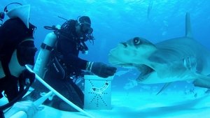 The Grand Fin-Ale