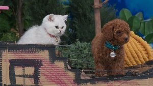 The Happy Day Parade
