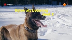 Bijten als beloning – deel 2