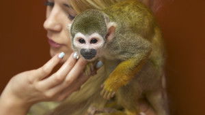Sushi Eating Squirrel Monkey