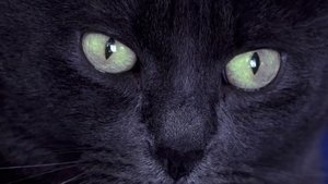 Feline Phantom in Minnesota and More