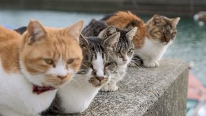 Kumamoto: Happy Living in Amakusa