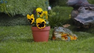 For Fern