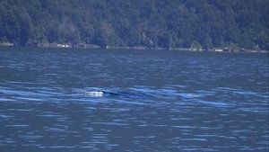 A Colossal Lake Creature in Chile and More