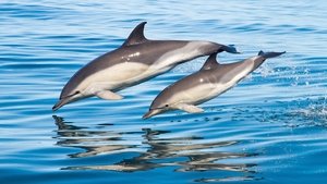 Whales & Dolphins