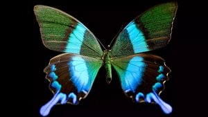 Butterfly Blueprints