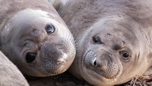 Animals with Cameras 01: Oceans