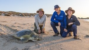 Turtles