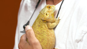 Great Eggspectations