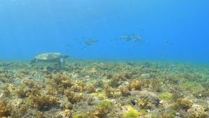 Island's Fight for Zero Plastic Waste: Taiwan