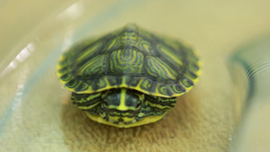 Turtle-Necked