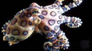 Australia's Little Assassins