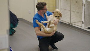 Pups A-Plenty and Chicks A-Laying