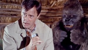 The My Friend, the Gorilla Affair