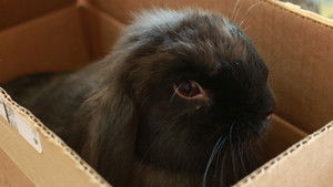 Sticky Pixie and Trixie Too!