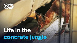 Wildlife in the city