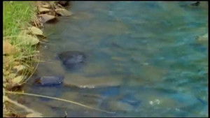 Animals that Time Forgot