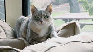 Chloe the Bully