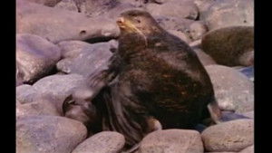 Call of the Pribilofs