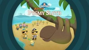 Pygmy Sloths
