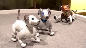 Personal Robots