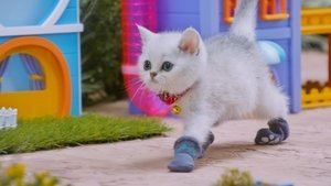 Socks for Kittens