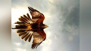 Beaks And Talons