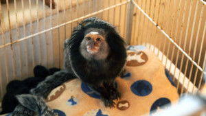 Serious Monkey Business