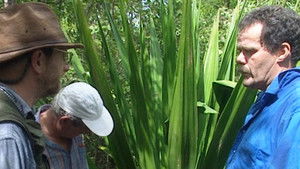 Montravers Estate (Part 2) - Nevis, West Indies