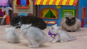 Forgittin' Kitten