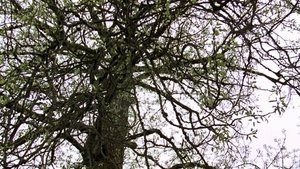 Old Tree