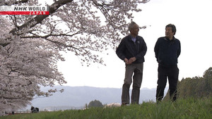 Revitalizing Cherry Trees in Fukushima
