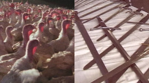 Thanksgiving Is Not for Turkeys