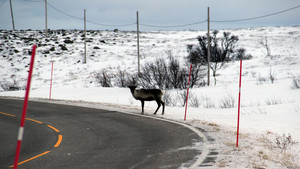 Navigating Norway's Arctic Roads