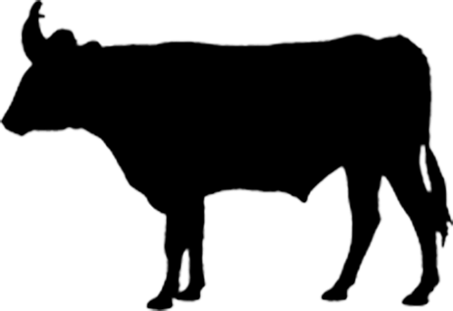 Beef and Sage Productions