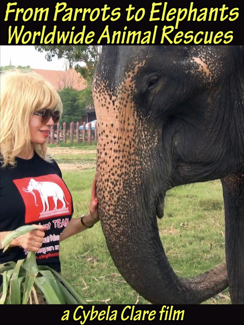 From Parrots to Elephants: Worldwide Animal Rescues