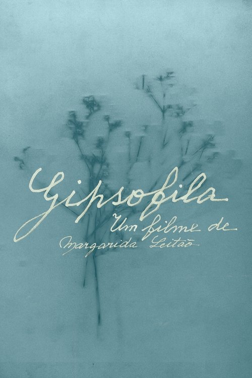 Gypsophila