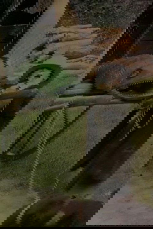 Bout-de-Zan and the Crocodile