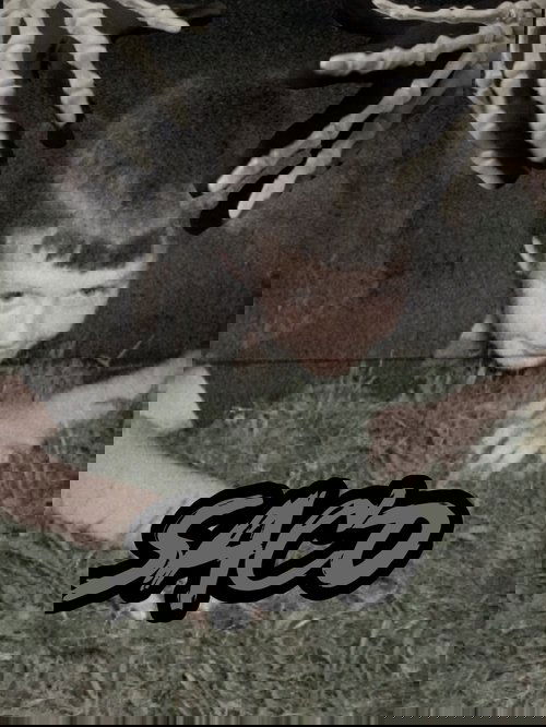 Saco