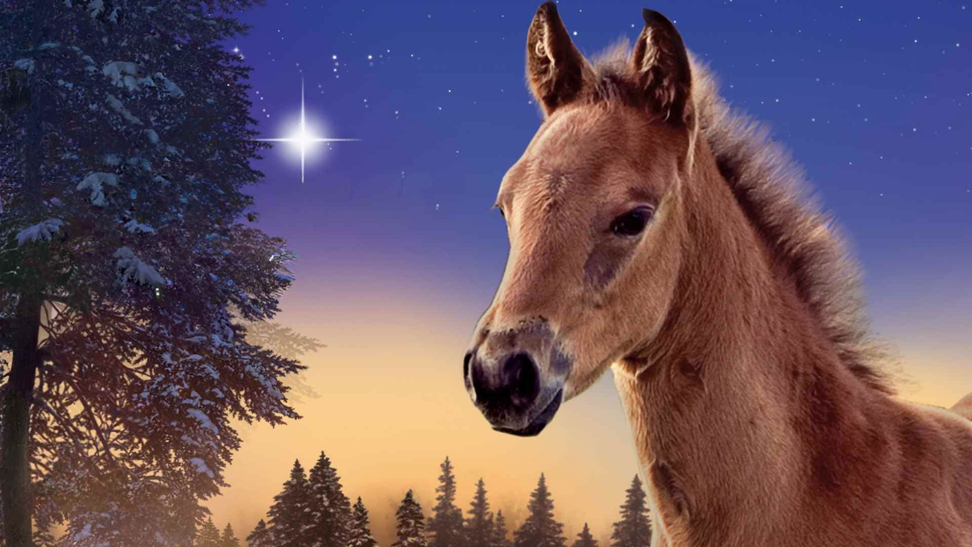 The Christmas Colt