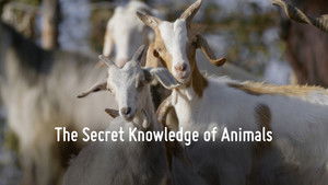The Secret Knowledge of Animals