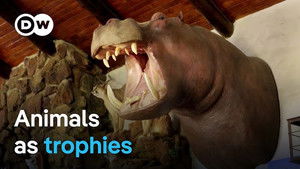 Trophy hunting